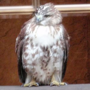 Meet your Posher, Joni